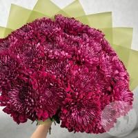 25 хризантем бордовых