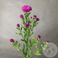 Астер розовый