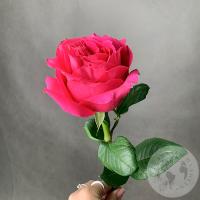 Роза фуксия 50 см. в магазине Цветы Планеты