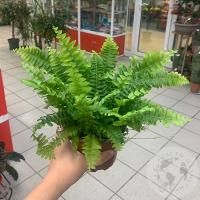 Папоротник комнатный