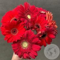 9 гербер красных