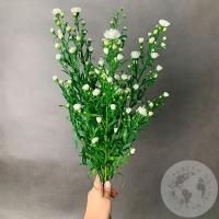 Астер белый 5 шт.