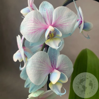 Орхидея Краш микс