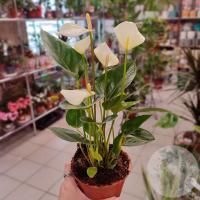 Антуриум комнатный "Мужское счастье"