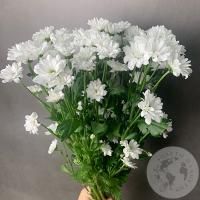 11 белых Сантини в магазине Цветы Планеты