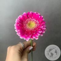 Гербера мини ярко-розовая в магазине Цветы Планеты