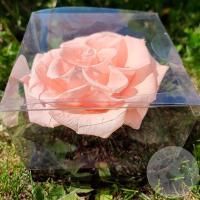 Стабилизированная роза нежно-розовая в магазине Цветы Планеты