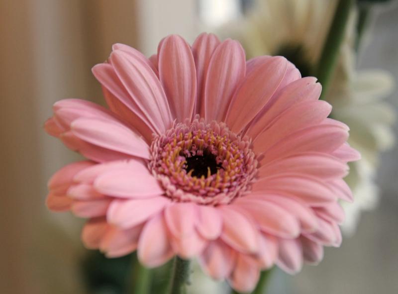 Гербера - История. Легенды.