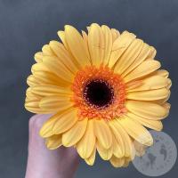 Гербера желтая