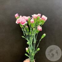 5 гвоздик кустовых бело-розовых