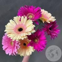 7 гербер розовых