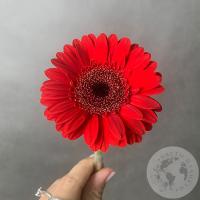 Гербера мини красная