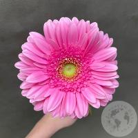 Гербера розовая