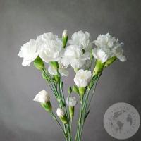 5 гвоздик кустовых белых в магазине Цветы Планеты