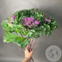 Брассика фиолетовая 5 шт.