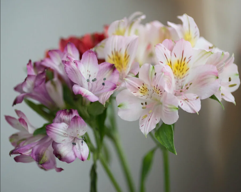 Альстромерия - История. Легенды.