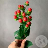 Гиперикум красный