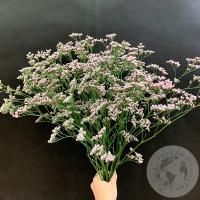Лимониум розовый 11 шт. в магазине Цветы Планеты