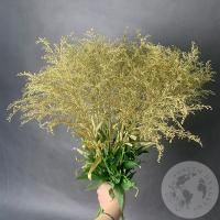 Солидаго Золото 11 шт. в магазине Цветы Планеты