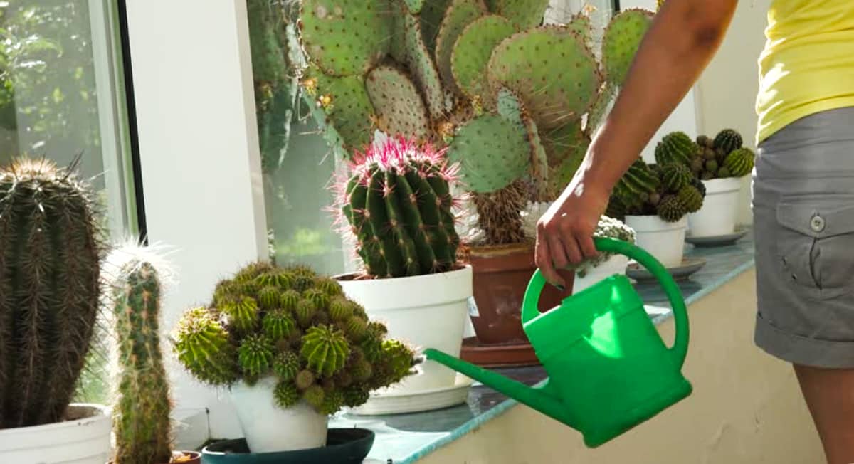 Как поливать кактусы Как поливать кактусы