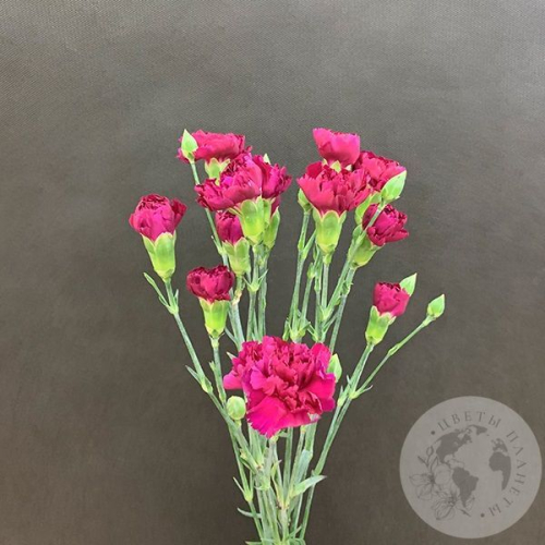 5 гвоздик кустовых фуксия