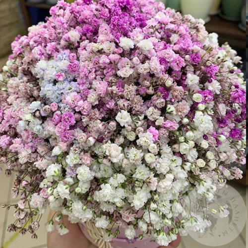 Букет гипсофил в коробке "Светлое чувство"