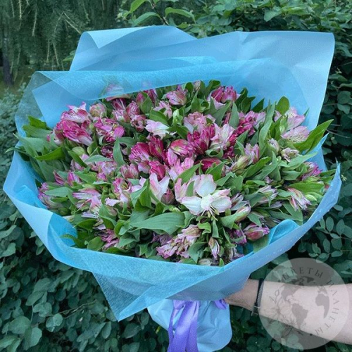 Букет из 51 альстромерии бело-розовой в магазине Цветы Планеты