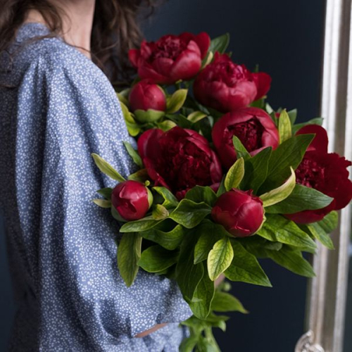 13 пионов бордовых в магазине Цветы Планеты