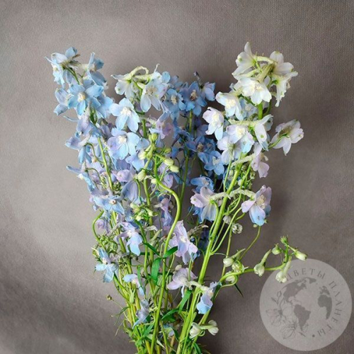 Дельфиниум 7 шт. в магазине Цветы Планеты