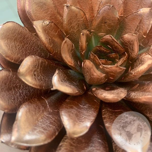 Эхеверия домашняя