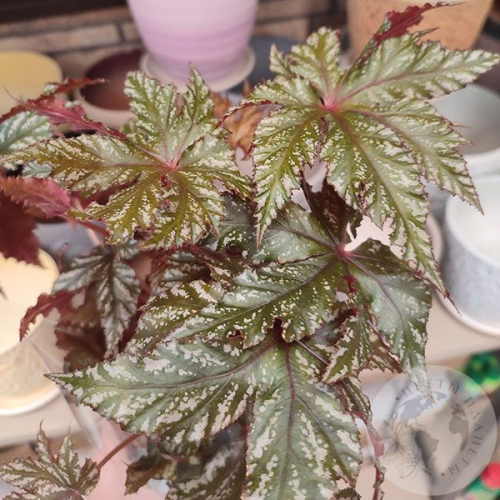 Бегония Грифон в магазине Цветы Планеты