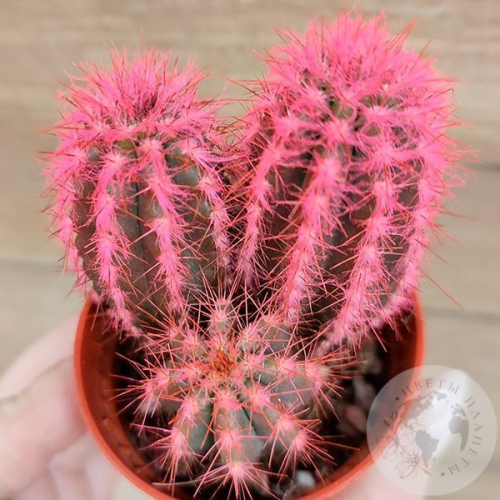 Кактус мини розовый в магазине Цветы Планеты