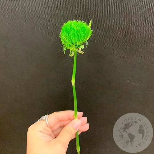 Гвоздика Грин Трик в магазине Цветы Планеты