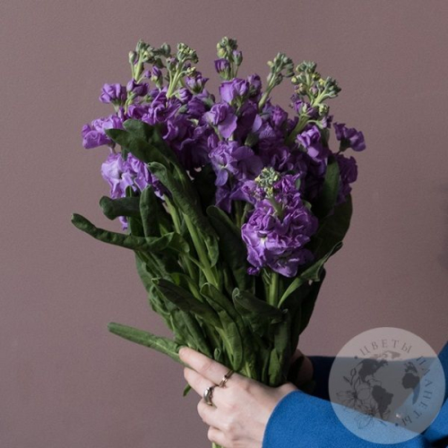 Маттиола сиреневая 9 шт. в магазине Цветы Планеты