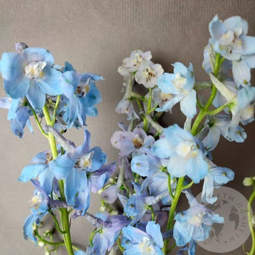 Дельфиниум 3 шт. в магазине Цветы Планеты