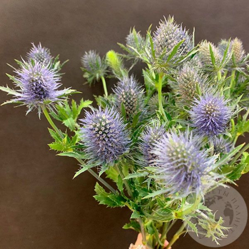 Эрингиум 7 шт. в магазине Цветы Планеты