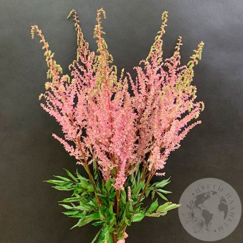 Астильба розовая 9 шт. в магазине Цветы Планеты