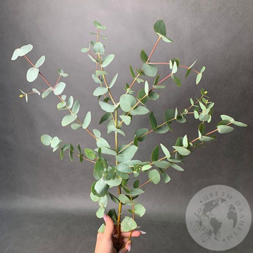 Эвкалипт (пучок) в магазине Цветы Планеты