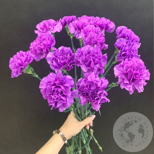 Лунная гвоздика 15 шт. в магазине Цветы Планеты