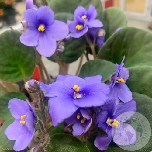 Фиалка в магазине Цветы Планеты