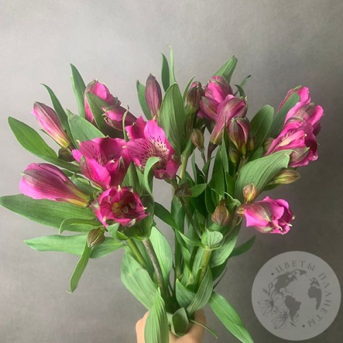 9 Альстромерий ярко-розовых