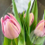 3 розовых пионовидных тюльпана в магазине Цветы Планеты