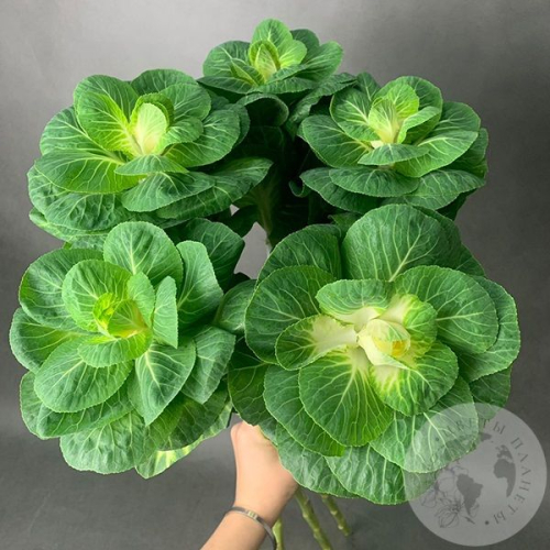 Брассика 5 шт. в магазине Цветы Планеты