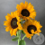 3 подсолнуха