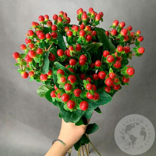 Гиперикум красный 9 шт. в магазине Цветы Планеты