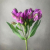 Альстромерия фиолетовая