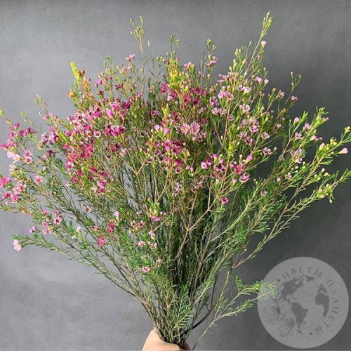 Хамелациум розовый 9 шт. в магазине Цветы Планеты