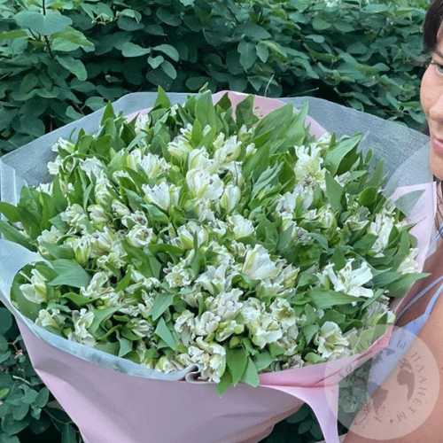 Букет из 51 альстромерии белой