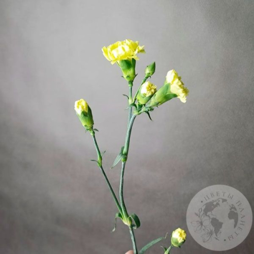 Гвоздика кустовая желтая