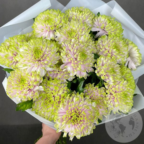 17 хризантем зеленых в магазине Цветы Планеты